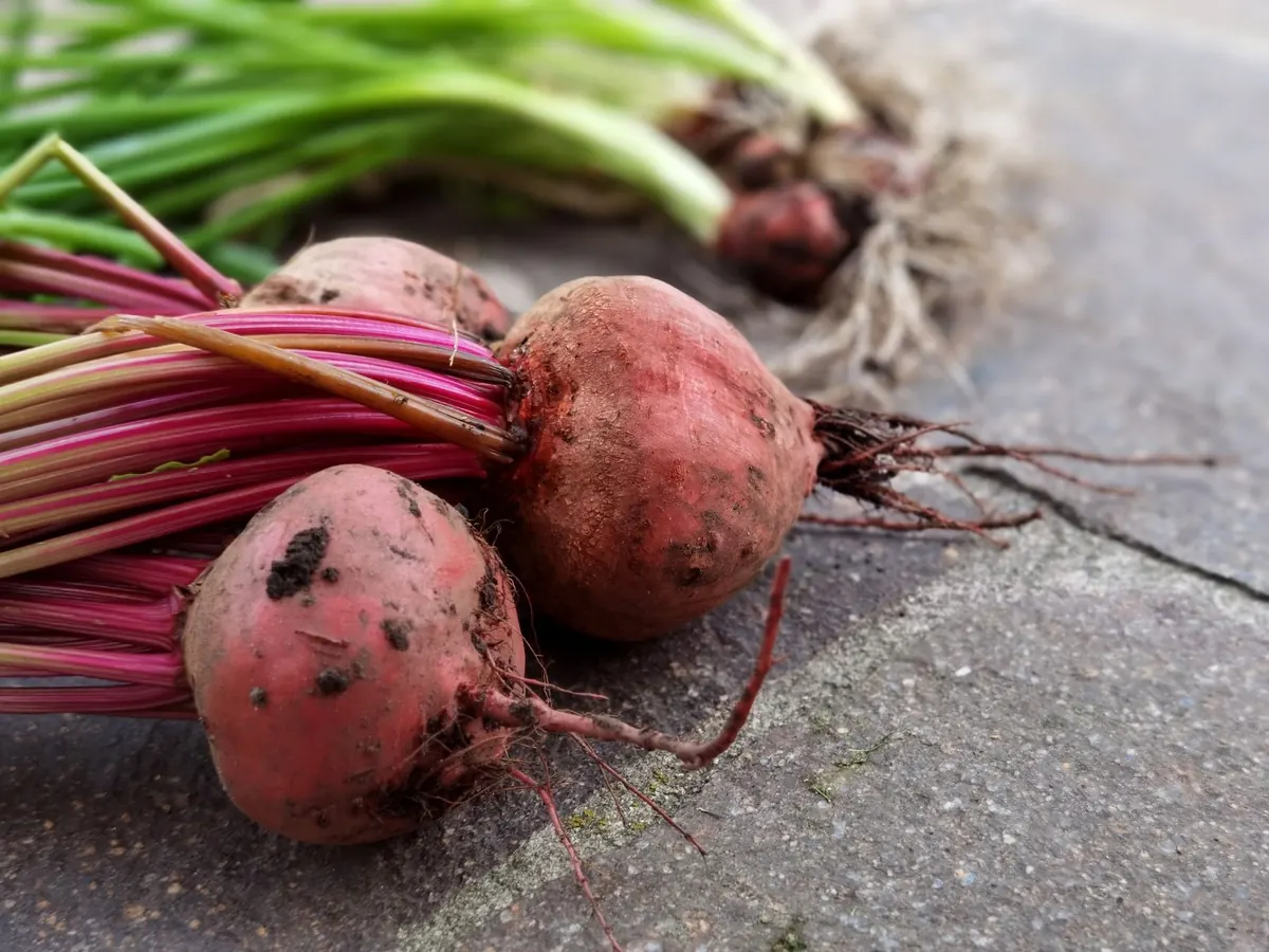 Cold Root Cellar Setup: A Fall Checklist for Storing Crops
